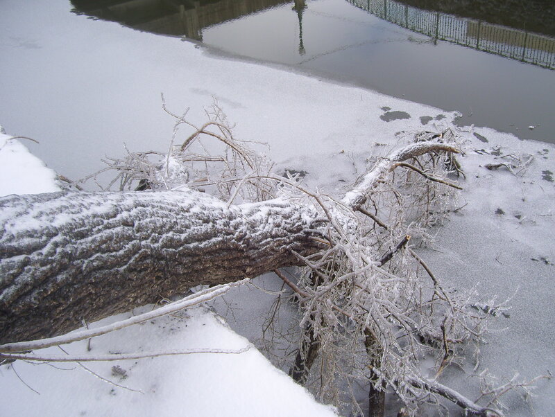 Fallen tree on snowy riverbank