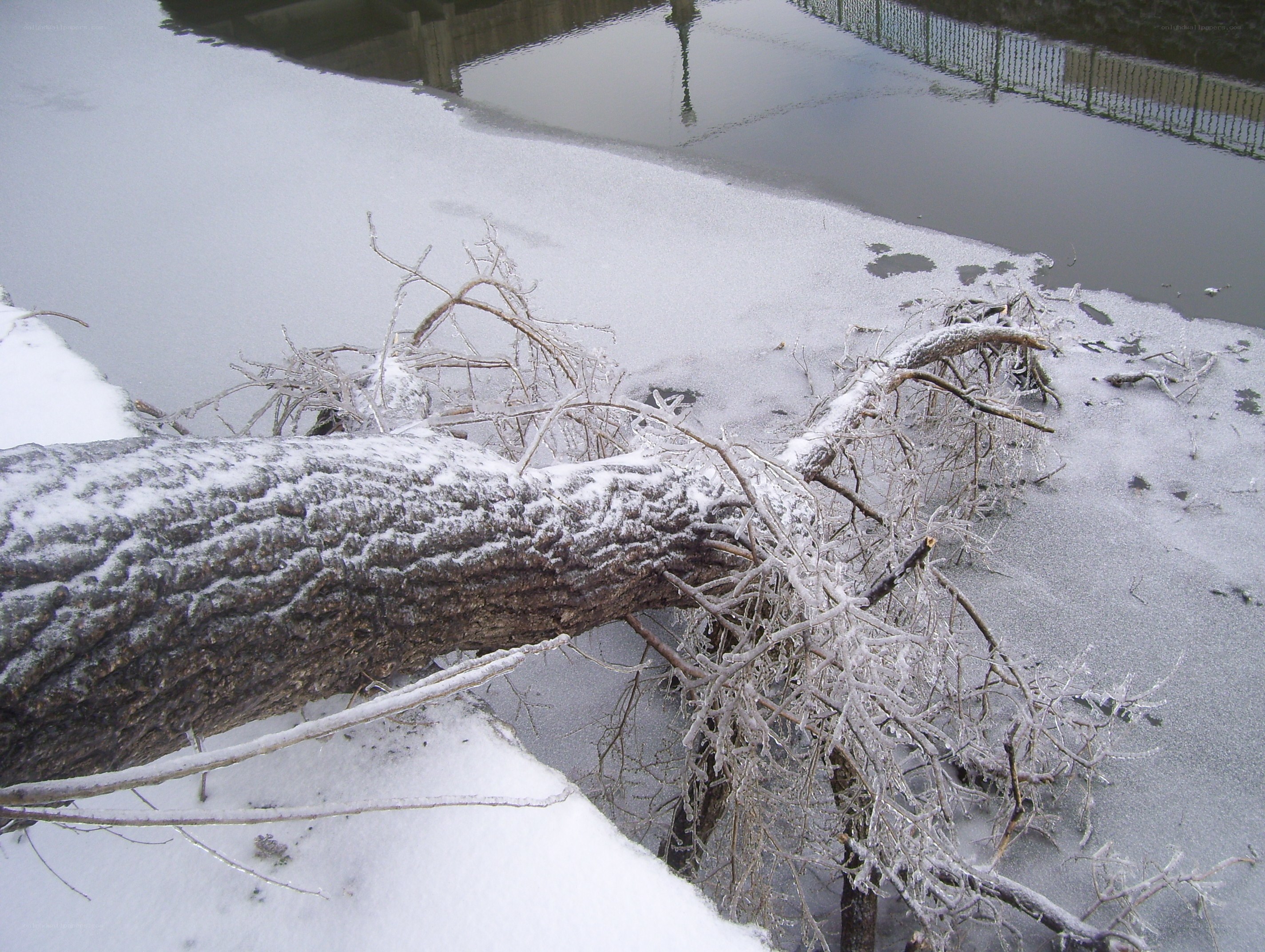 Fallen tree on snowy riverbank