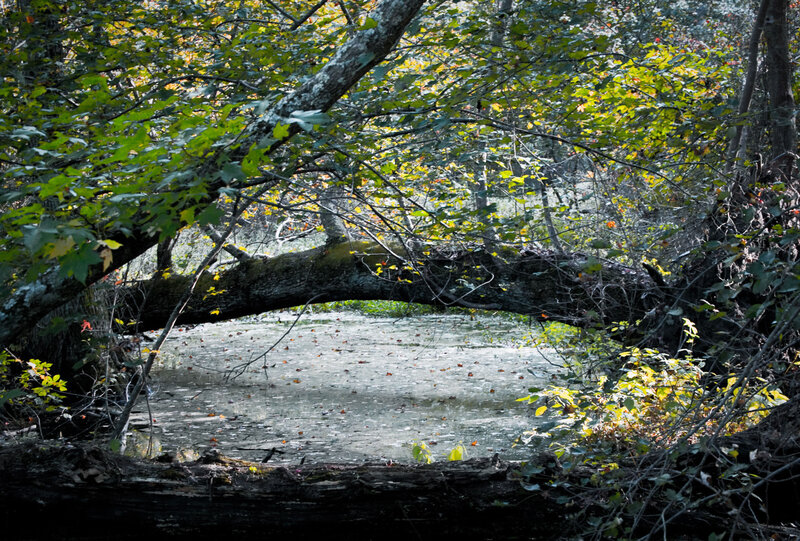 Fallen tree over a pond