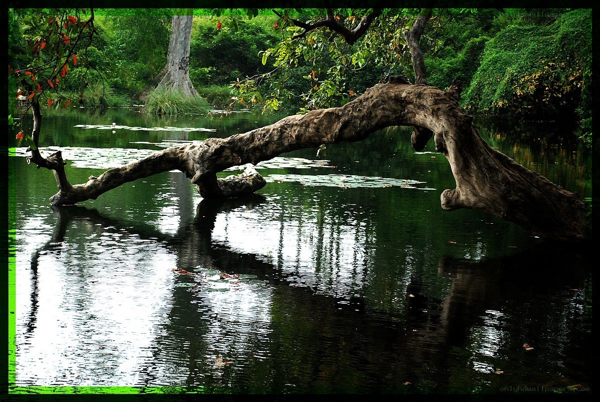 Fallen tree over a pond