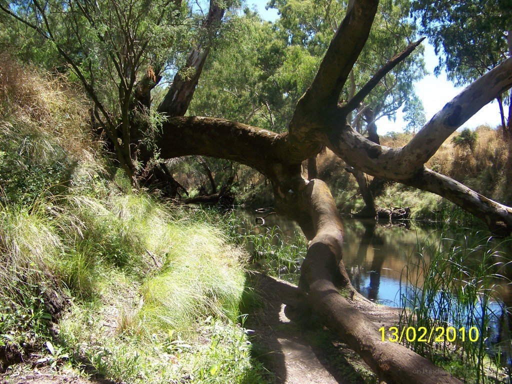Fallen tree over a river