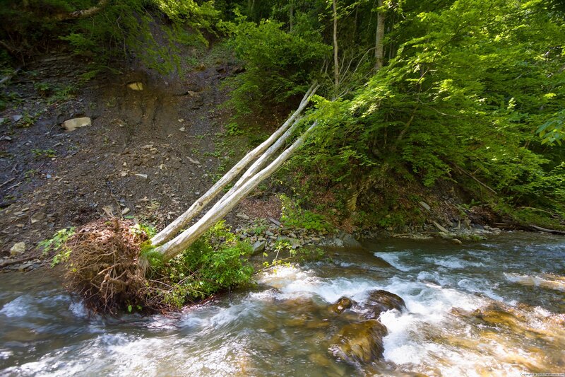Fallen tree over a stream