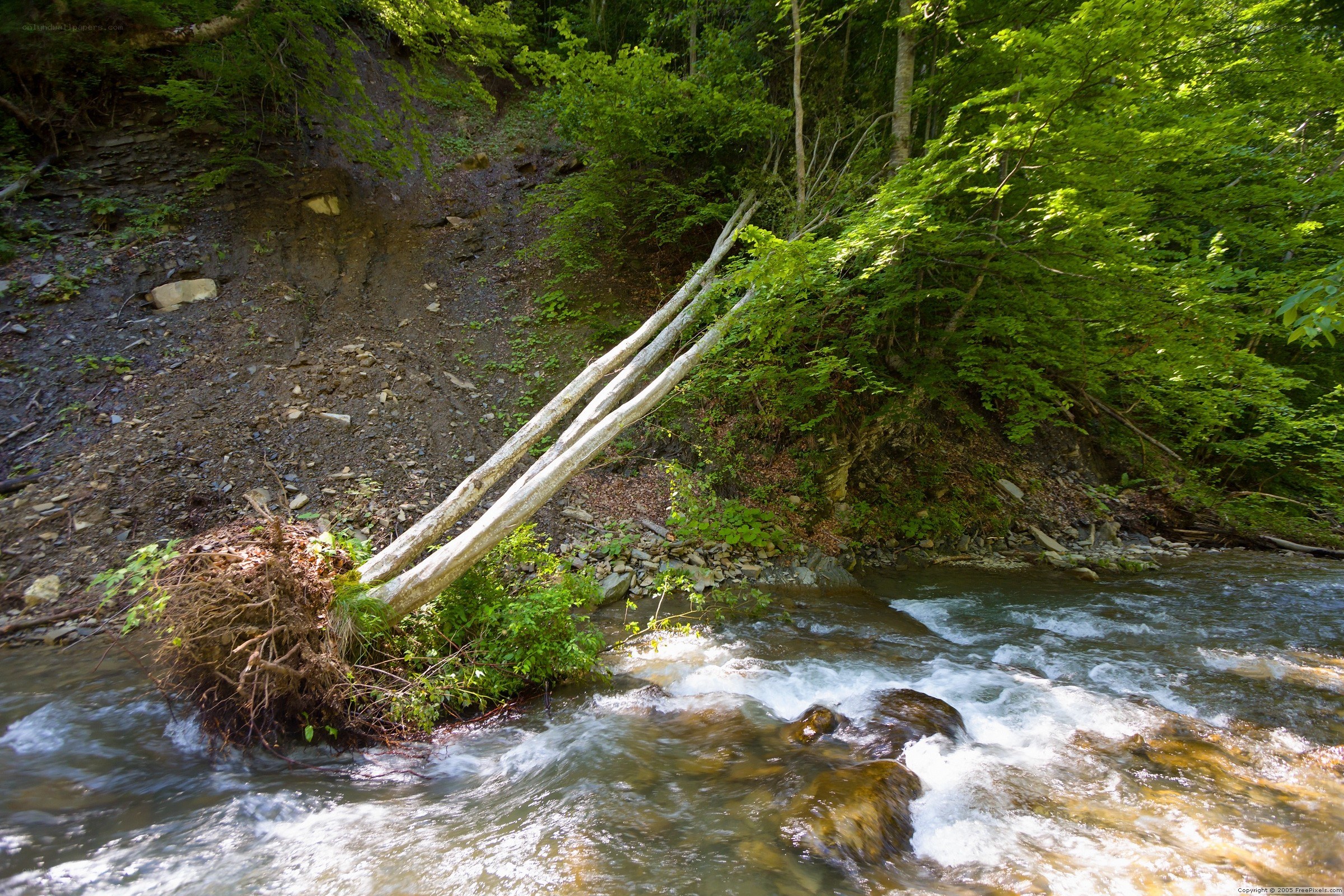 Fallen tree over a stream