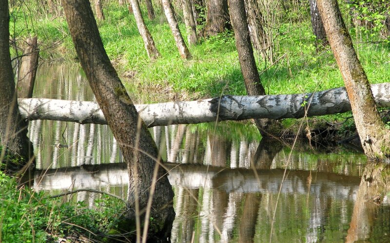 Fallen tree over a stream