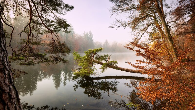 Fallen Tree over Lake — Green, Serene