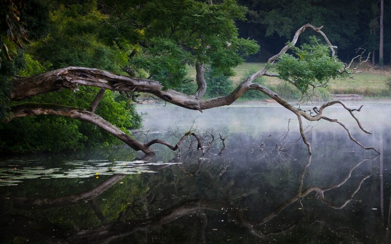 Fallen Tree over Lake — Green