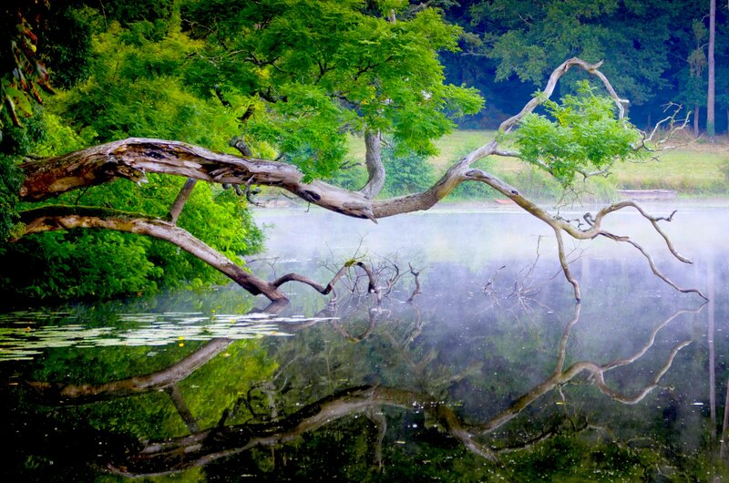 Fallen Tree over Lake
