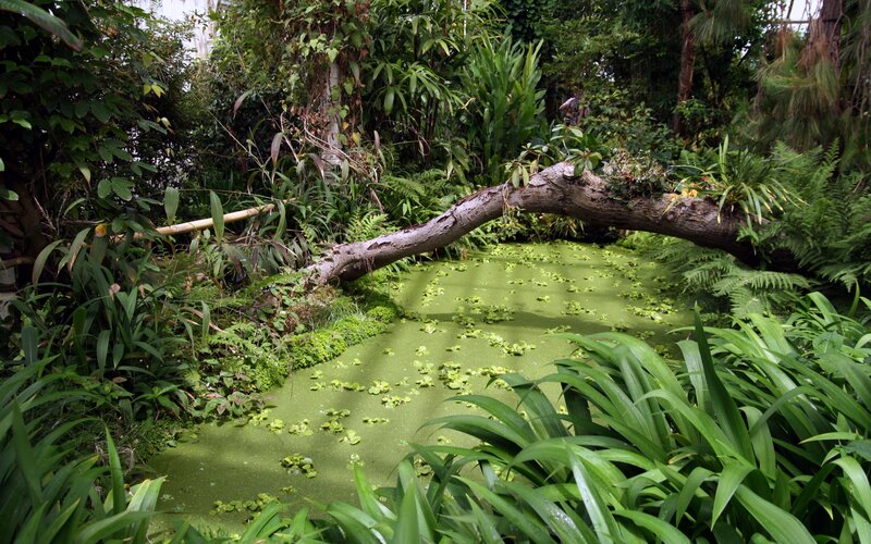 Fallen Tree over Pond — Green