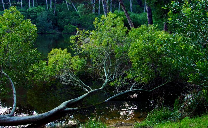 Fallen Tree over Pond