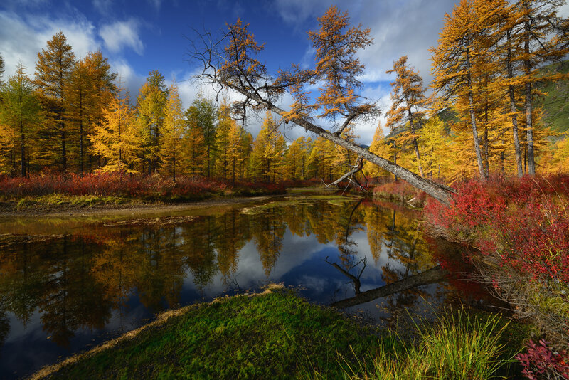 Fallen Tree over Pond — Yellow