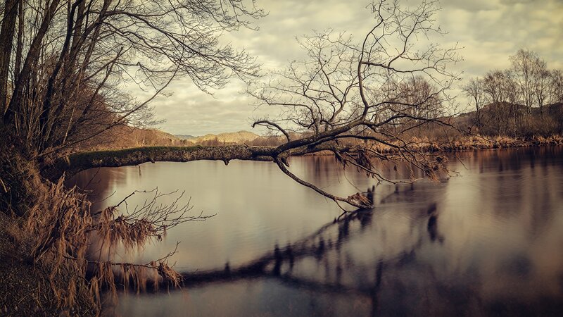 Fallen Tree over River — Brown, Serene, Autumn, Photograph, Bare Trees