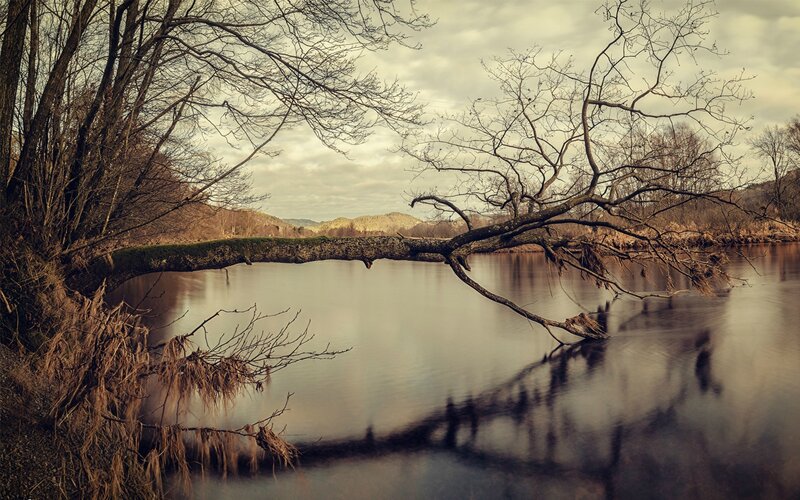 Fallen Tree over River — Brown, Serene, Autumn, Photograph