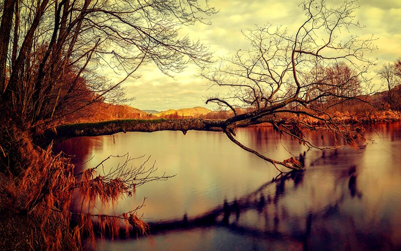 Fallen Tree over River — Brown
