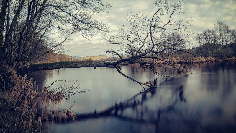 Fallen Tree over River — Gray