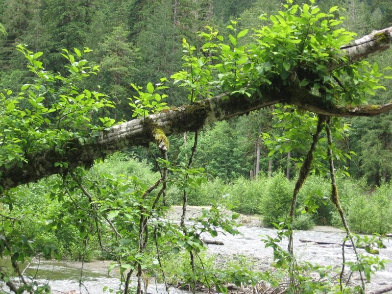 Fallen Tree over River — Green, Natural