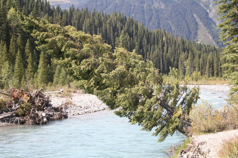 Fallen Tree over River — Green, Serene, Afternoon