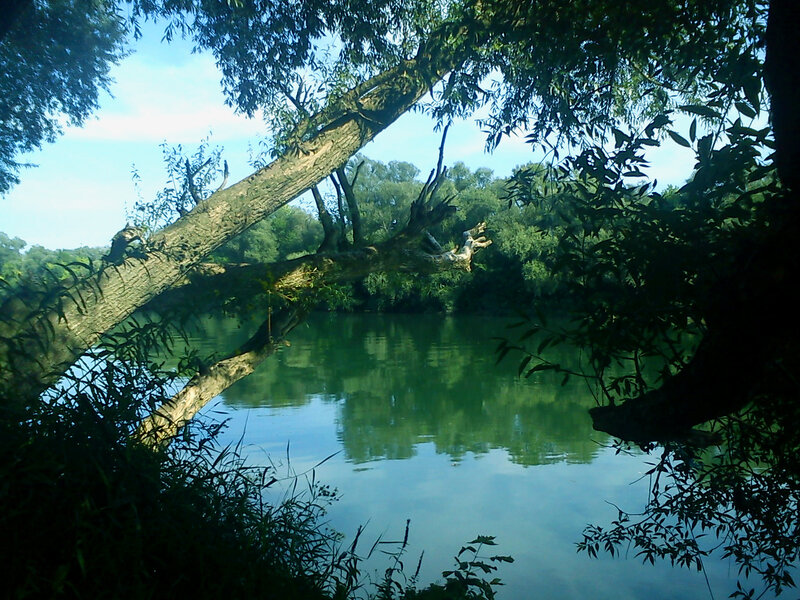 Fallen Tree over River — Green, Serene