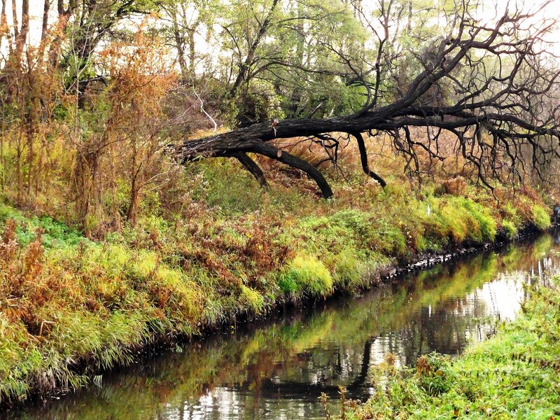 Fallen Tree over River — Green