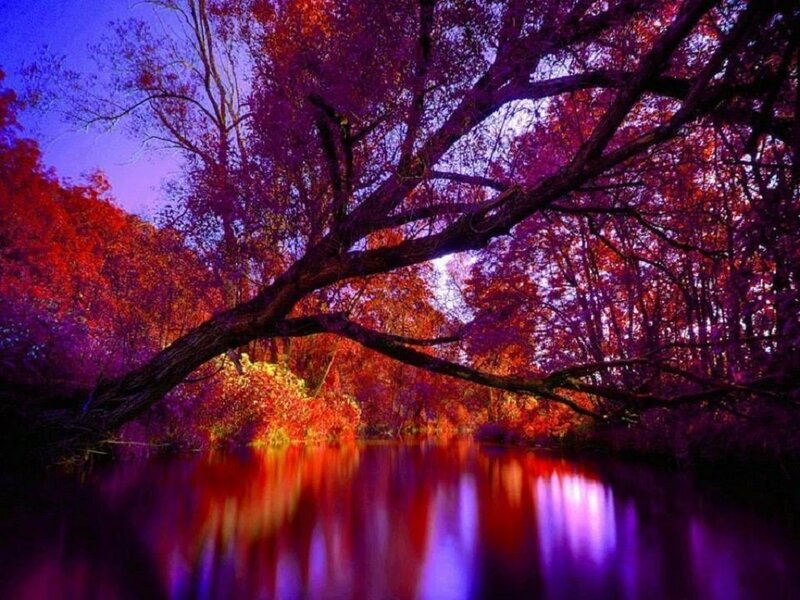 Fallen Tree over River — Purple, Dramatic