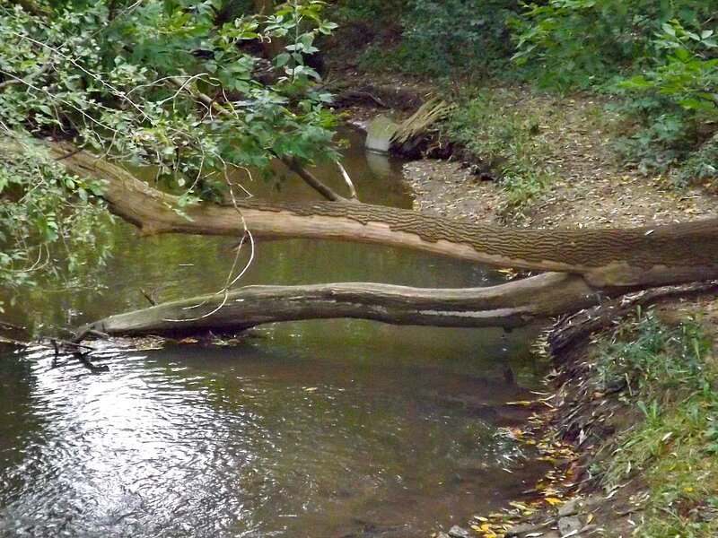 Fallen Tree over Stream — Green, Natural