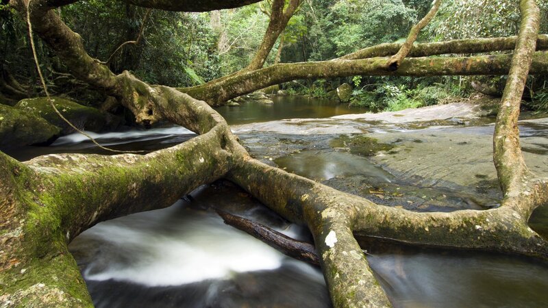 Fallen Tree over Stream — Green, Serene, Afternoon, Photograph