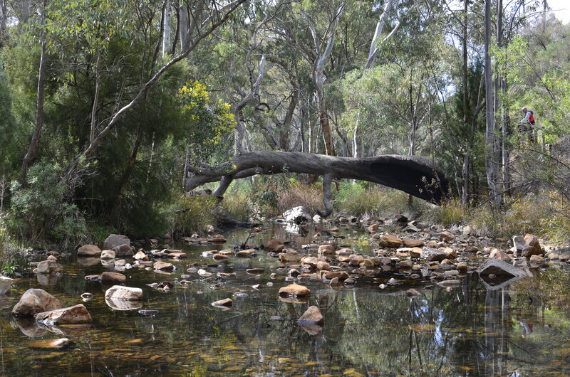 Fallen Tree over Stream — Green, Serene, Afternoon, Photograph, Trees