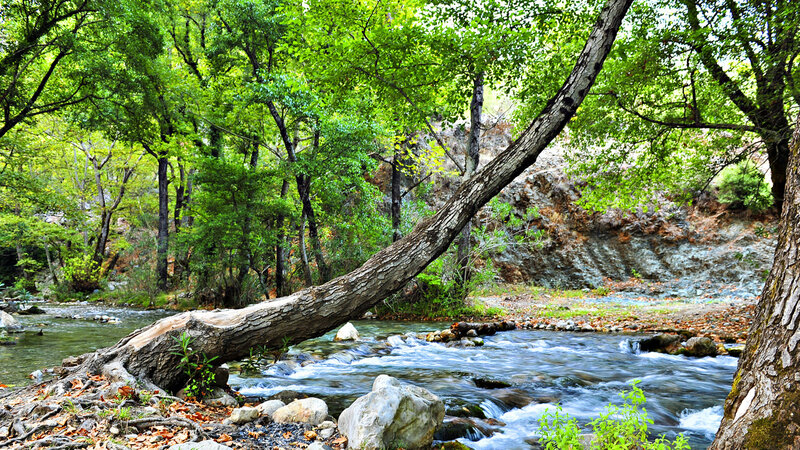 Fallen Tree over Stream — Green, Serene, Afternoon