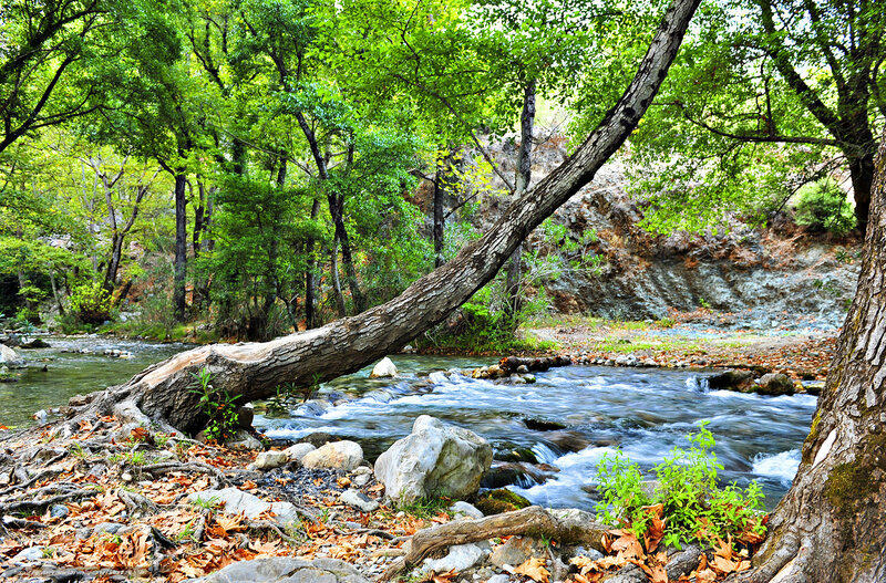 Fallen Tree over Stream — Green, Serene, Autumn