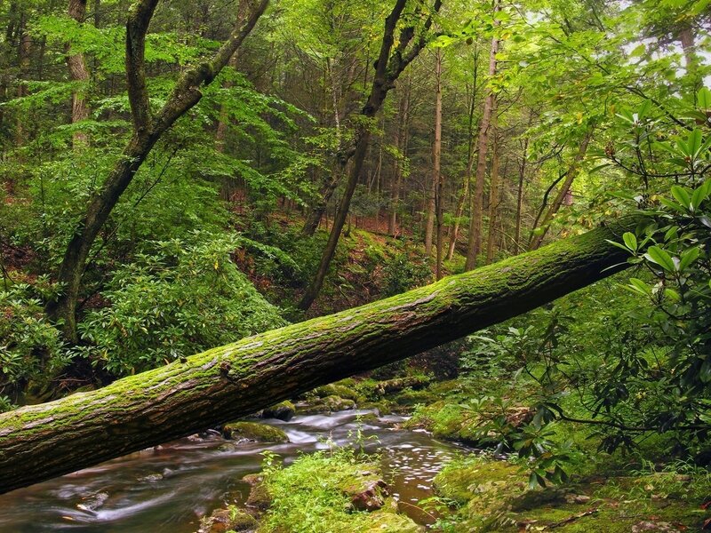 Fallen Tree over Stream — Green, Serene, Morning