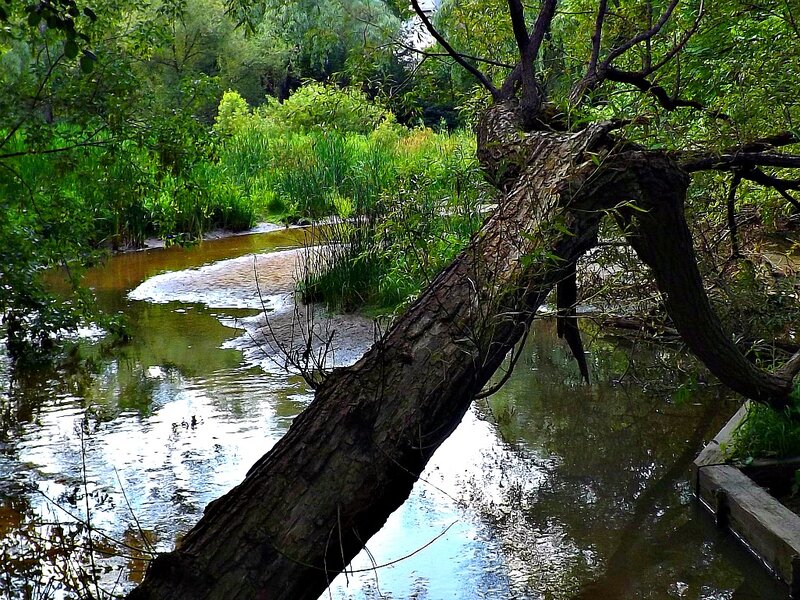 Fallen Tree over Stream — Green, Serene