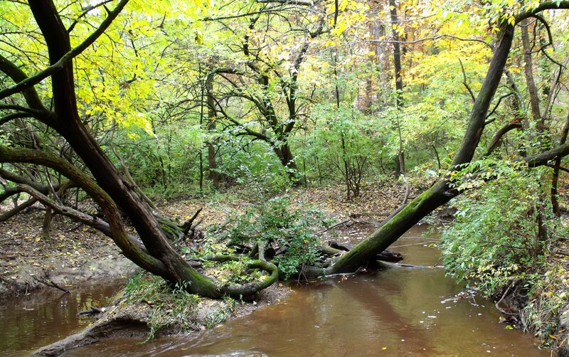 Fallen Tree over Stream — Green
