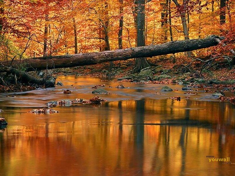 Fallen Tree over Stream — Orange