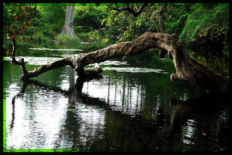 Fallen Tree over Water