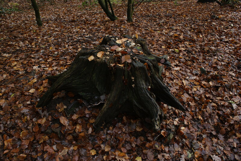 Fallen tree stump in forest