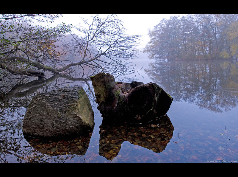 Fallen Tree Stump