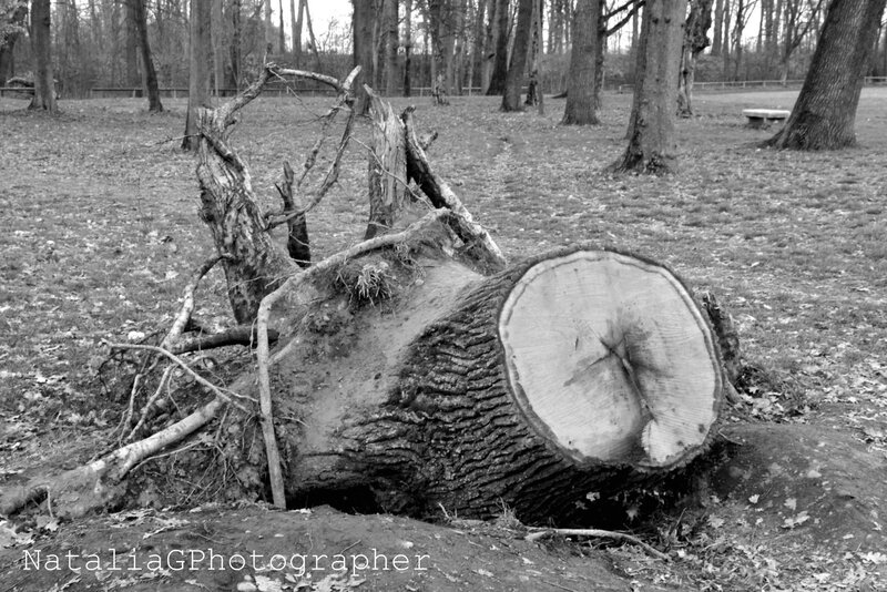 Fallen Tree Trunk — Black