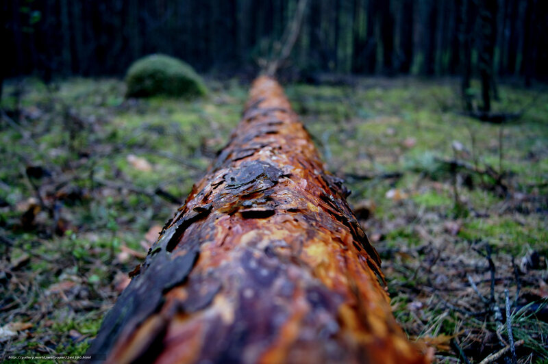 Fallen Tree Trunk — Brown, Natural
