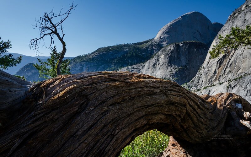 Fallen Tree Trunk — Brown, Serene, Afternoon