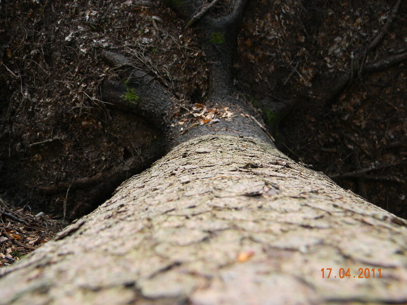 Fallen Tree Trunk — Brown