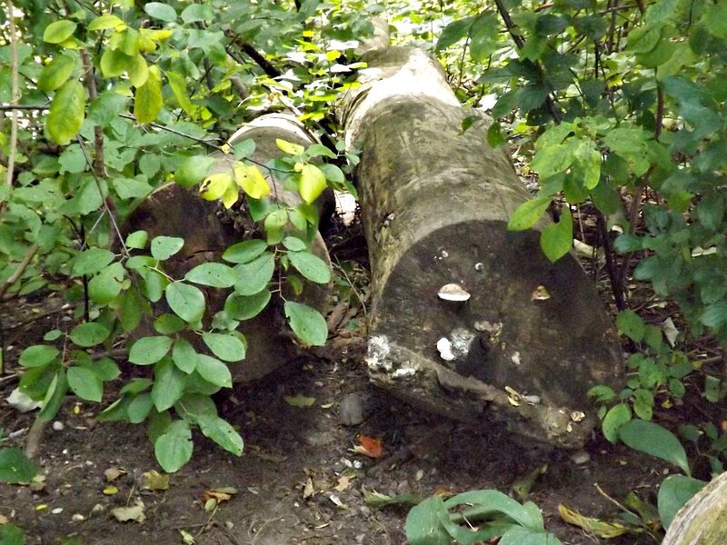 Fallen Tree Trunk — Green, Natural