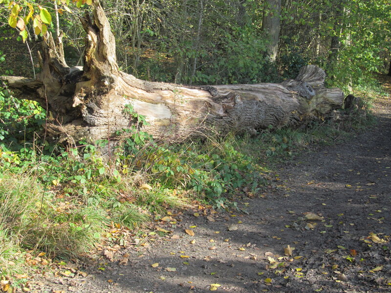 Fallen Tree Trunk — Green