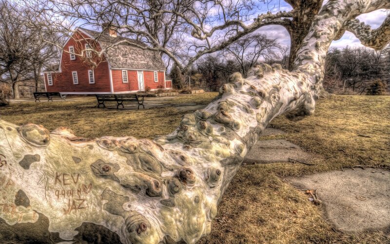 Fallen Tree Trunk