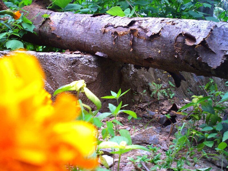 Fallen Tree Trunk — Yellow