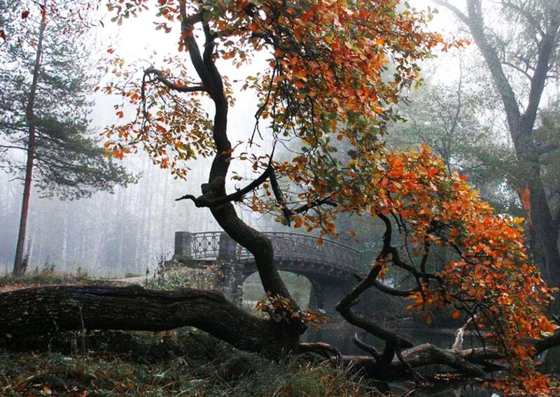 Fallen Tree with Autumn Leaves