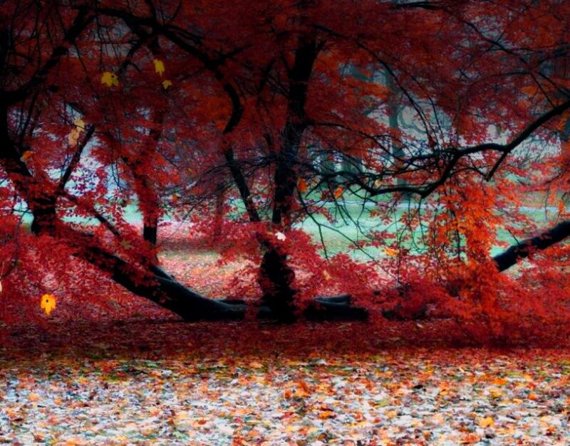 Fallen Tree with Red Leaves