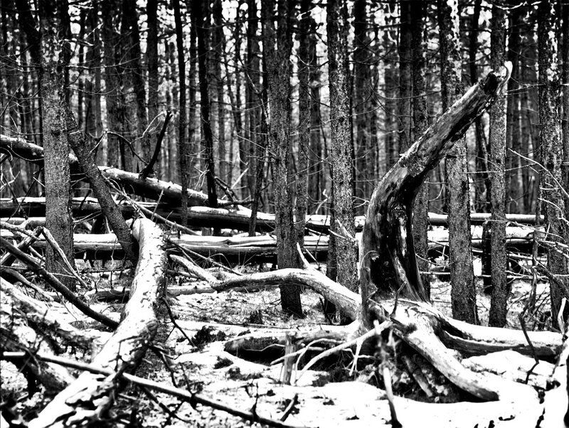 Fallen trees in a forest