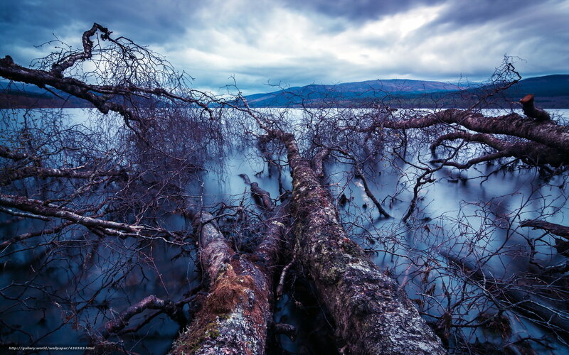 Fallen trees in a lake