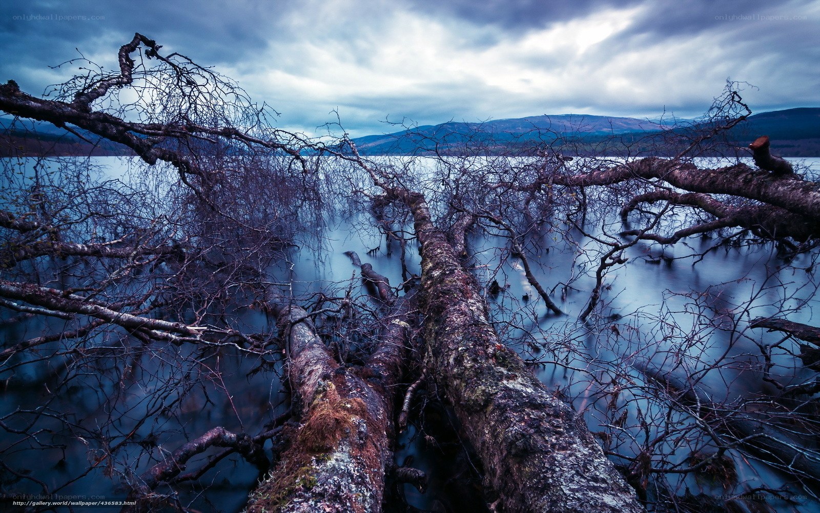 Fallen trees in a lake