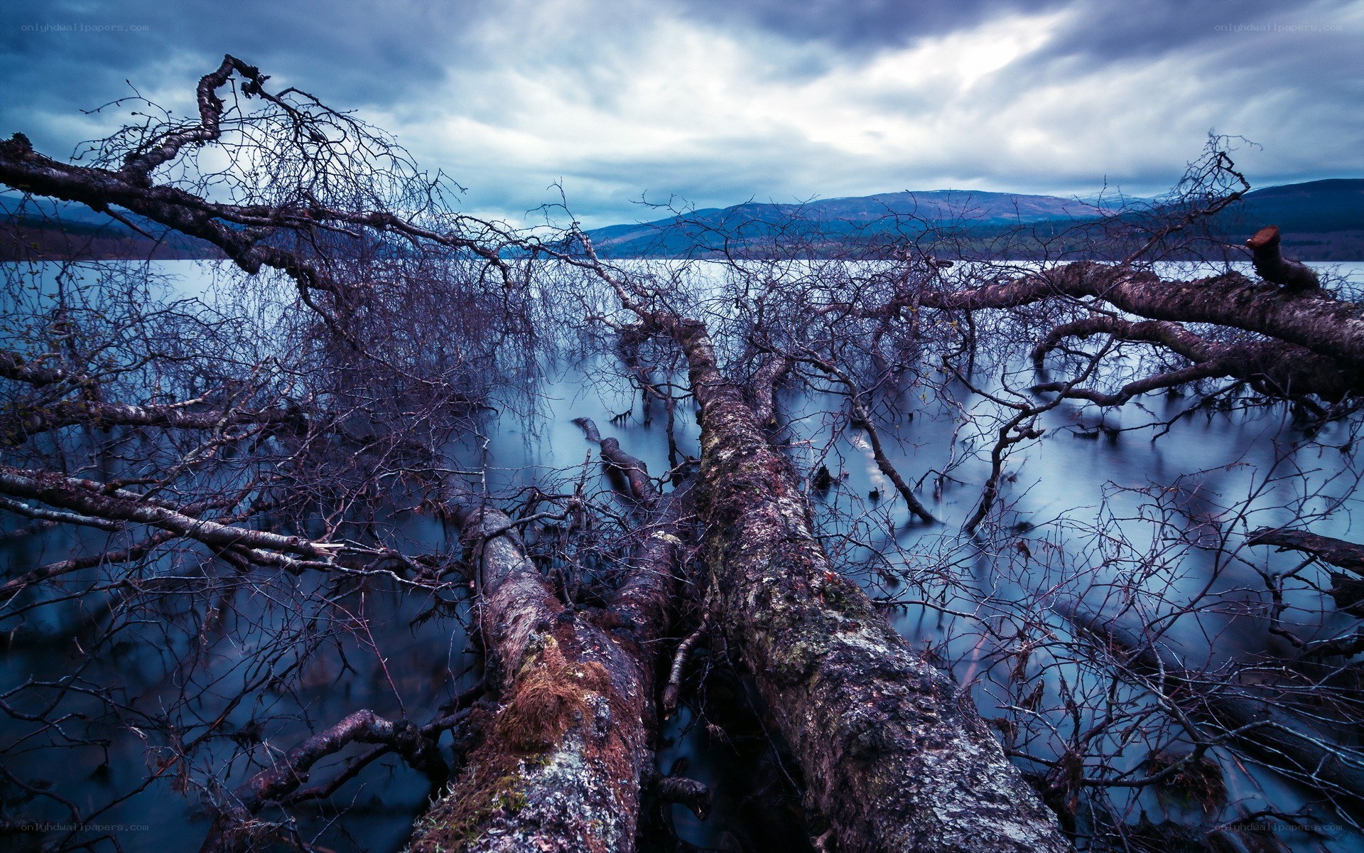 Fallen trees in a misty lake