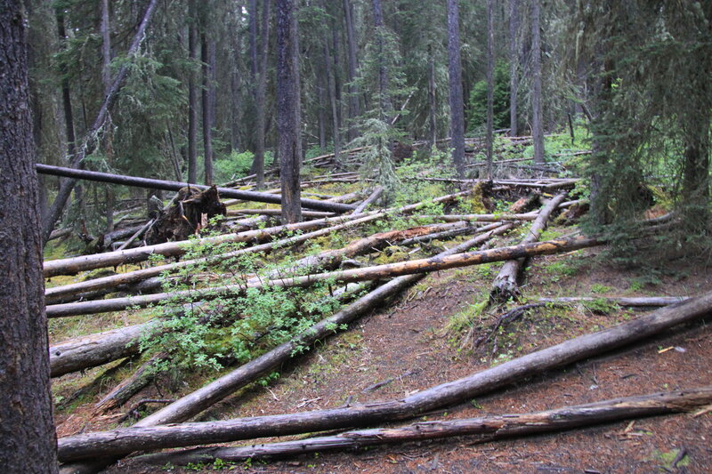 Fallen Trees in Forest — Green
